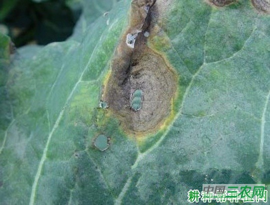 西兰花(青花菜)黑斑病如何防治? 西兰花(青花菜)黑斑病如何防治?