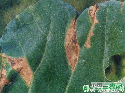 西兰花(青花菜)黑斑病如何防治? 西兰花(青花菜)黑斑病如何防治?