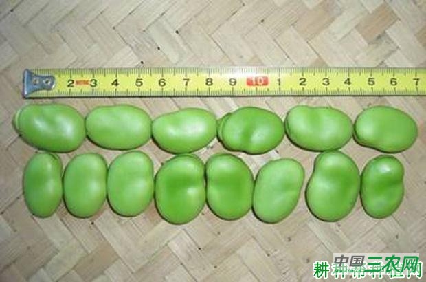 大朋一寸四季豆品种好不好? 大朋一寸四季豆品种好不好?