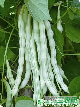 赤裕三号四季豆品种好不好? 赤裕三号四季豆品种好不好?