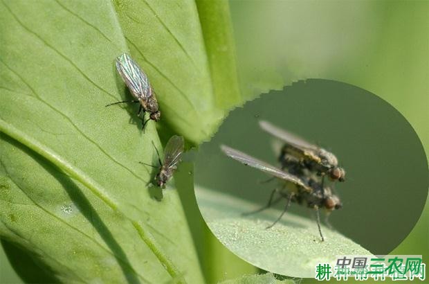 豌豆如何防治豌豆彩潜蝇? 豌豆如何防治豌豆彩潜蝇?