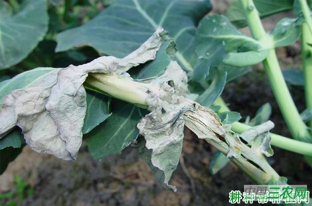 西兰花(青花菜)菌核病如何防治? 西兰花(青花菜)菌核病如何防治?