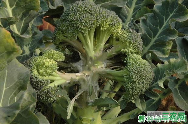 西兰花(青花菜)菌核病如何防治? 西兰花(青花菜)菌核病如何防治?