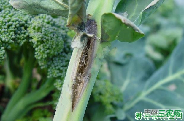 西兰花(青花菜)菌核病如何防治? 西兰花(青花菜)菌核病如何防治?