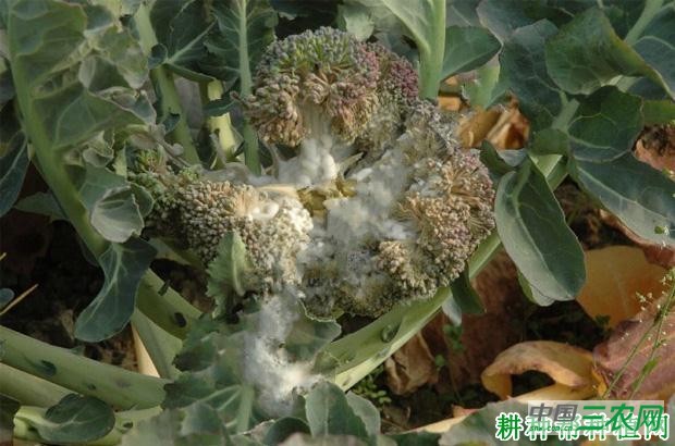 西兰花(青花菜)菌核病如何防治? 西兰花(青花菜)菌核病如何防治?