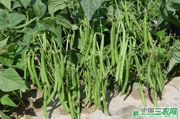 台湾2号四季豆品种好不好? 台湾2号四季豆品种好不好?