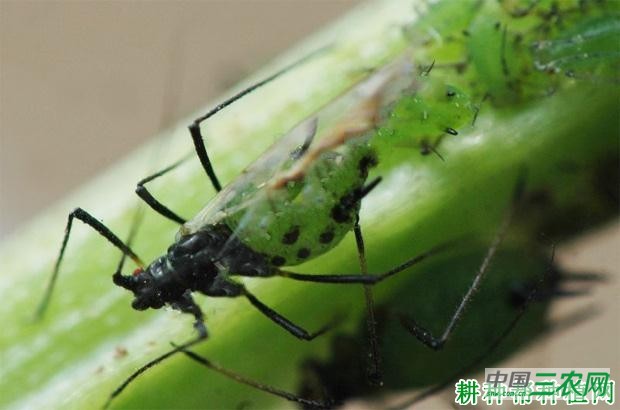 豌豆如何防治豌豆修尾蚜? 豌豆如何防治豌豆修尾蚜?