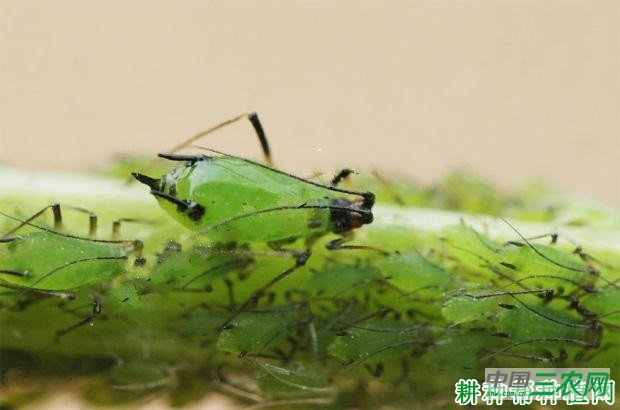 豌豆如何防治豌豆修尾蚜? 豌豆如何防治豌豆修尾蚜?