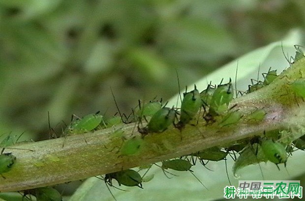 豌豆如何防治豌豆修尾蚜? 豌豆如何防治豌豆修尾蚜?