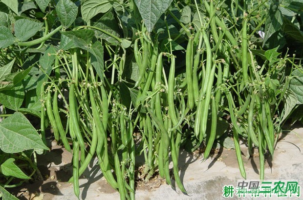 四季豆(菜豆)品种有哪些类型? 四季豆(菜豆)品种有哪些类型?