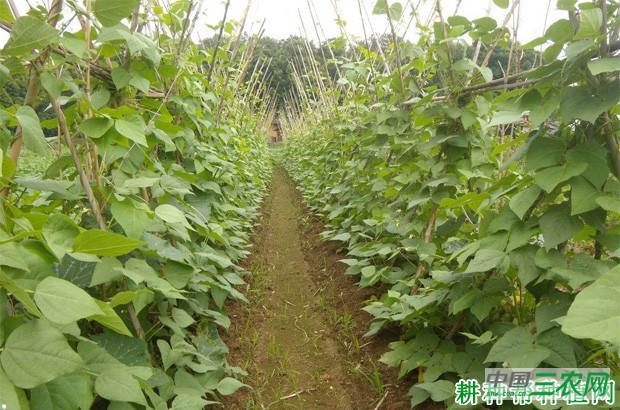 四季豆(菜豆)品种有哪些类型? 四季豆(菜豆)品种有哪些类型?