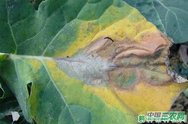 西兰花(青花菜)黑腐病如何防治? 西兰花(青花菜)黑腐病如何防治?