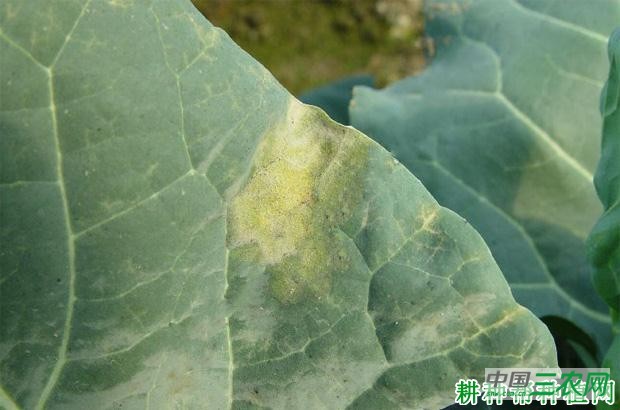 西兰花(青花菜)黑腐病如何防治? 西兰花(青花菜)黑腐病如何防治?