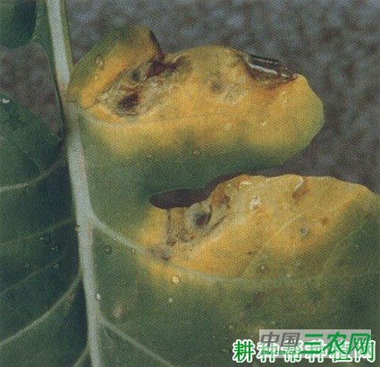 西兰花(青花菜)黑腐病如何防治? 西兰花(青花菜)黑腐病如何防治?