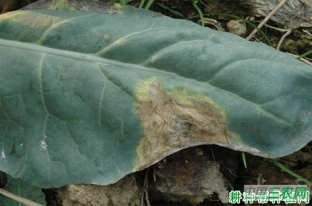 西兰花(青花菜)黑腐病如何防治? 西兰花(青花菜)黑腐病如何防治?