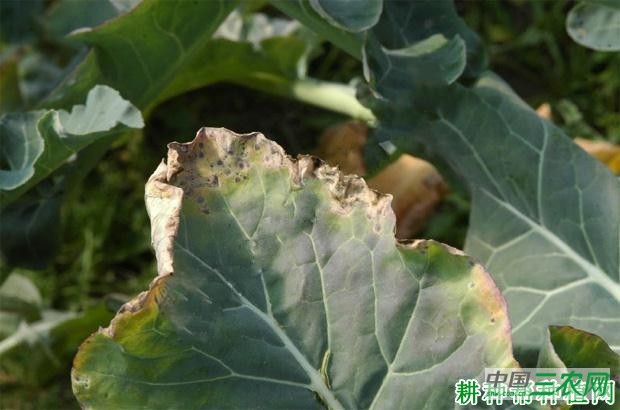 西兰花(青花菜)黑腐病如何防治? 西兰花(青花菜)黑腐病如何防治?