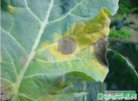 西兰花(青花菜)褐斑病如何防治? 西兰花(青花菜)褐斑病如何防治?