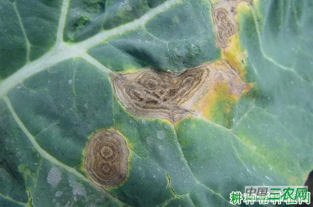 西兰花(青花菜)褐斑病如何防治? 西兰花(青花菜)褐斑病如何防治?