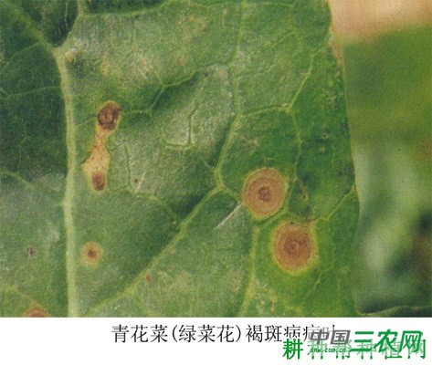西兰花(青花菜)褐斑病如何防治? 西兰花(青花菜)褐斑病如何防治?