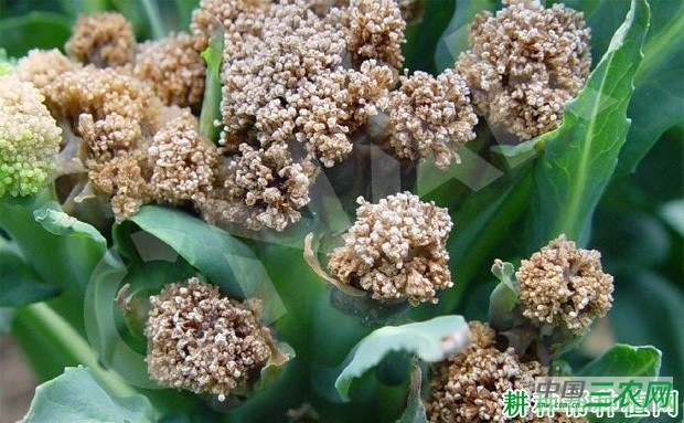 西兰花(青花菜)软腐病如何防治? 西兰花(青花菜)软腐病如何防治?