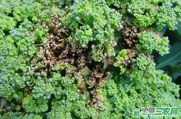 西兰花(青花菜)软腐病如何防治? 西兰花(青花菜)软腐病如何防治?