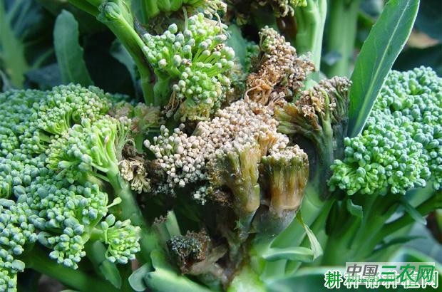 西兰花(青花菜)软腐病如何防治? 西兰花(青花菜)软腐病如何防治?