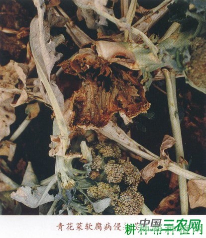 西兰花(青花菜)软腐病如何防治? 西兰花(青花菜)软腐病如何防治?