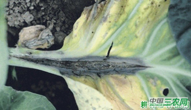 西兰花(青花菜)软腐病如何防治? 西兰花(青花菜)软腐病如何防治?