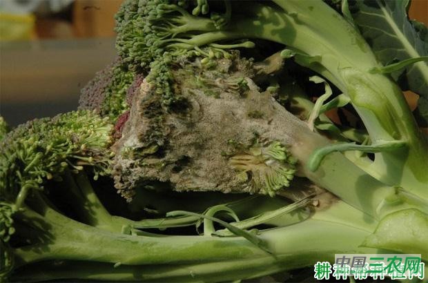西兰花(青花菜)灰霉病如何防治? 西兰花(青花菜)灰霉病如何防治?
