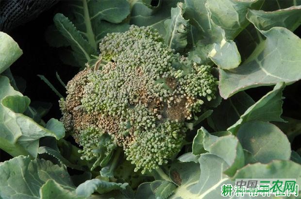 西兰花(青花菜)灰霉病如何防治? 西兰花(青花菜)灰霉病如何防治?