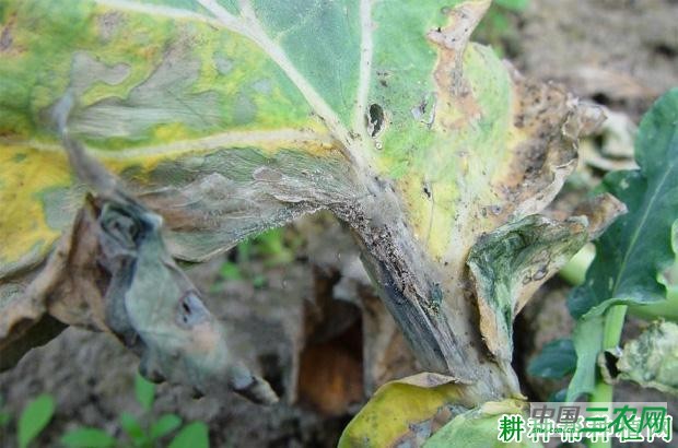 西兰花(青花菜)灰霉病如何防治? 西兰花(青花菜)灰霉病如何防治?
