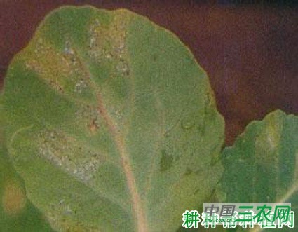 西兰花(青花菜)叶霉病如何防治? 西兰花(青花菜)叶霉病如何防治?