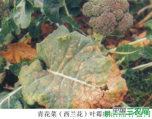 西兰花(青花菜)叶霉病如何防治? 西兰花(青花菜)叶霉病如何防治?