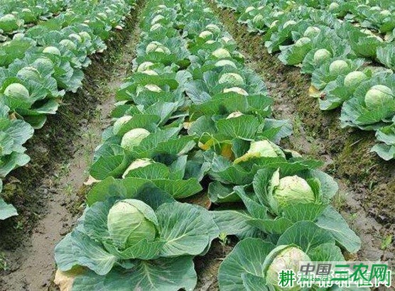 我国甘蓝有几种栽培方式? 我国甘蓝有几种栽培方式?