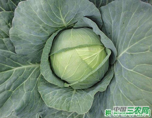 种植甘蓝如何施肥？