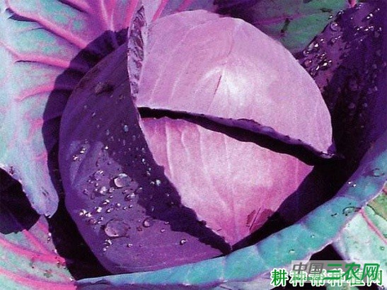 紫甘蓝秋季如何种植? 紫甘蓝秋季如何种植?