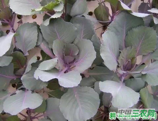 紫甘蓝秋季如何种植? 紫甘蓝秋季如何种植?
