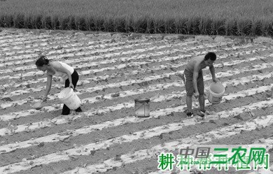 种植甘蓝如何施肥？