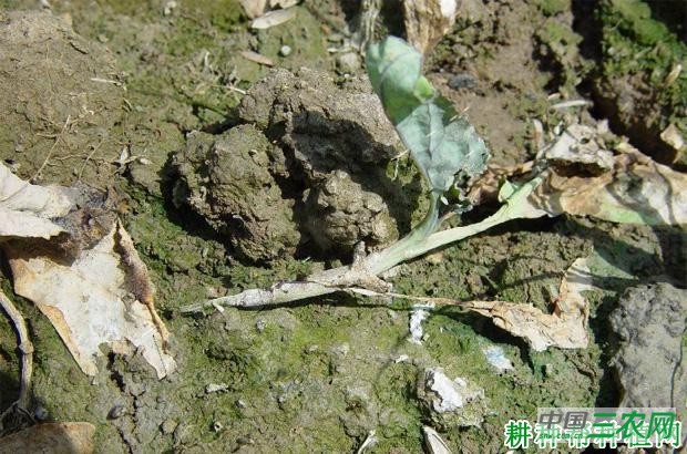 西兰花（青花菜）猝倒病如何防治？