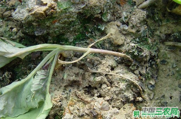 西兰花（青花菜）猝倒病如何防治？