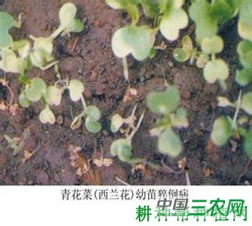 西兰花（青花菜）猝倒病如何防治？