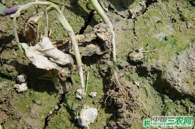 西兰花（青花菜）猝倒病如何防治？