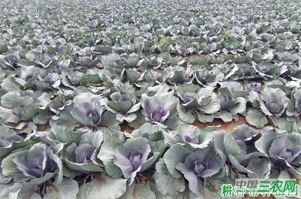 紫甘蓝什么时候种植？