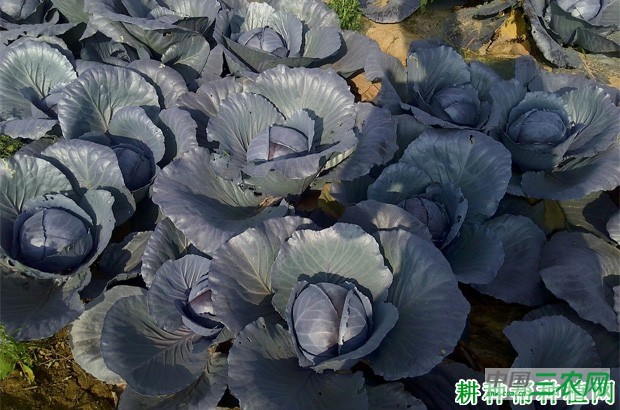 紫甘蓝什么时候种植？