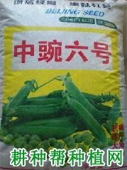 中豌6号豌豆品种好不好？