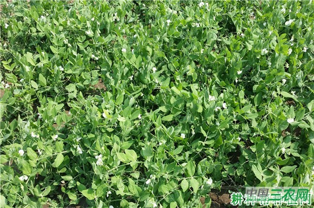 中豌6号豌豆品种好不好？