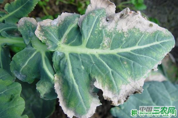 西兰花(青花菜)冻害如何预防? 西兰花(青花菜)冻害如何预防?