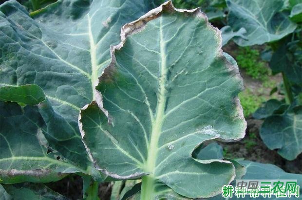 西兰花(青花菜)冻害如何预防? 西兰花(青花菜)冻害如何预防?