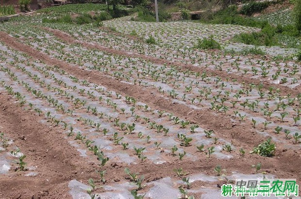 秋季如何种植甘蓝? 秋季如何种植甘蓝?