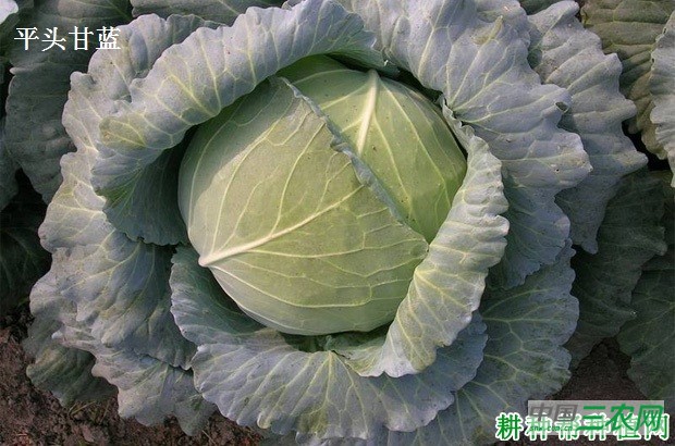 秋季如何种植甘蓝? 秋季如何种植甘蓝?